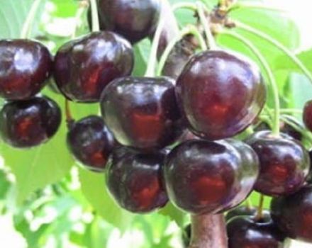 Opis a charakteristika odrody, čerešňa Leningradskaya Black cherry, kultivácia a starostlivosť