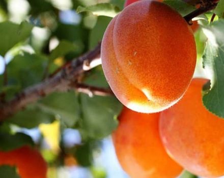 Description of the Apricot variety Solnechny, yield characteristics and cultivation features