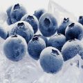 How to properly freeze blueberries for the winter at home in the refrigerator