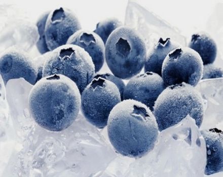 Cara membekukan blueberry dengan betul untuk musim sejuk di rumah di dalam peti sejuk