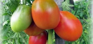 Descripción de la variedad de tomate Flame Agro, características de cultivo y cuidado.