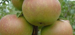 Description of the Verbnoe apple variety and the main characteristics of its pros and cons, yield