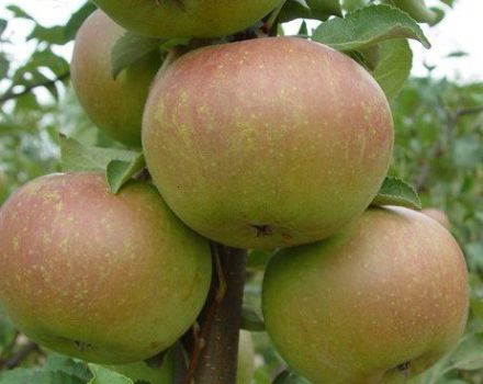 Description of the Verbnoe apple variety and the main characteristics of its pros and cons, yield