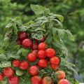 Description of the tomato variety Lukoshko on the window, its cultivation