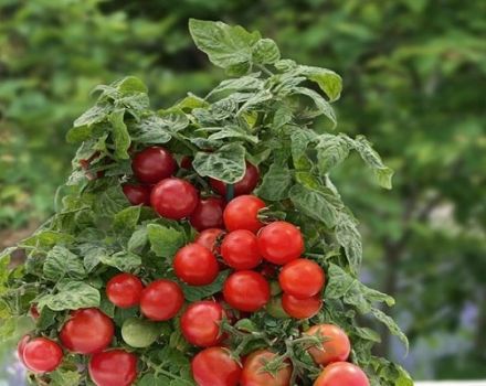 Description of the tomato variety Lukoshko on the window, its cultivation