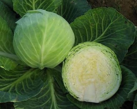 Description of late varieties of cabbage Sugarloaf, Kolobok, Atria, Valentina and others