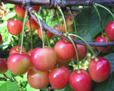 Descripción de la variedad de cereza dulce Orlovskaya Pink, plantación y cuidado.