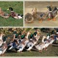 Description et caractéristiques des canards de la race Bashkir, avantages et inconvénients