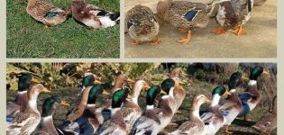 Description and characteristics of ducks of the Bashkir breed, pros and cons