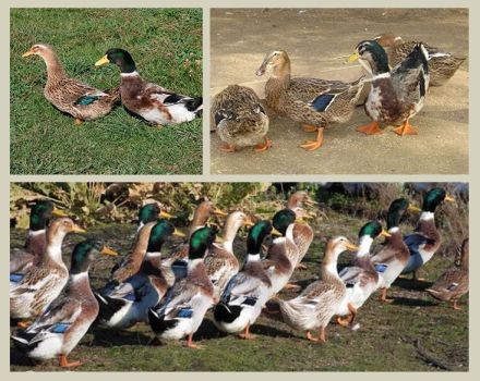 Descripción y características de los patos de la raza Bashkir, pros y contras.