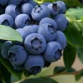 Cara menanam dan menanam blueberry dari biji di rumah