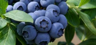 How to plant and grow blueberries from seeds at home