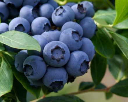 How to plant and grow blueberries from seeds at home