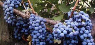 Description and characteristics of the Cabernet Sauvignon grape variety, regions for cultivation and planting rules