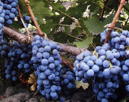 Description and characteristics of the Cabernet Sauvignon grape variety, regions for cultivation and planting rules