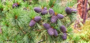 Description of the causes and symptoms of cedar diseases, how to deal with pests