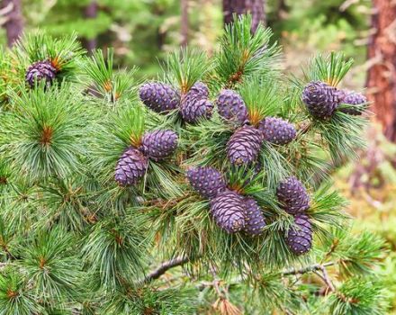 Penerangan mengenai sebab dan gejala penyakit cedar, bagaimana menangani perosak