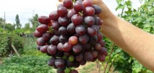 Description and characteristics of Krasa Nikopol grapes, planting and care