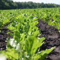 Types de préparations et utilisation d'herbicides pour le traitement des betteraves