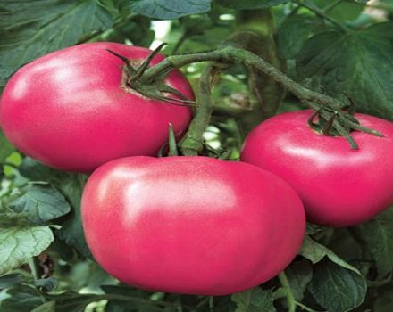 Ciri-ciri dan keterangan pelbagai jenis tomato Raspberry Rhapsody