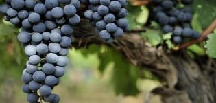 Description and characteristics of the grape variety Livadiysky Black, history and rules of cultivation