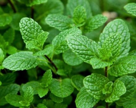 How to properly propagate mint by seeds and root layers