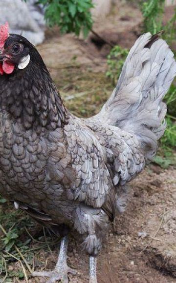 Mga paglalarawan at mga katangian ng Andalusian na asul na lahi ng mga manok, mga panuntunan sa pagpapanatili