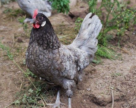 Description and characteristics of the Andalusian blue breed of chickens, maintenance rules