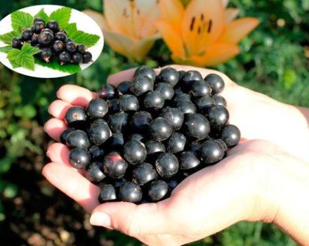 Descripción y características de la variedad de grosella Gulliver, plantación y cuidado.