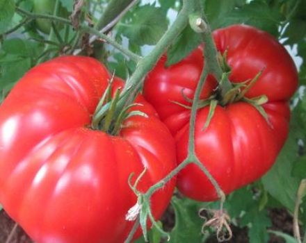 Ciri dan keterangan mengenai varieti tomato gergasi Sepanyol, hasilnya