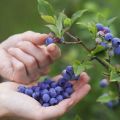 How to grow blueberries from seeds at home, planting and care rules