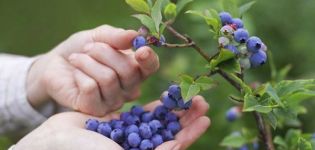 How to grow blueberries from seeds at home, planting and care rules