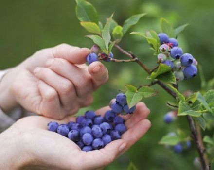 Cómo cultivar arándanos a partir de semillas en casa, reglas de plantación y cuidado.