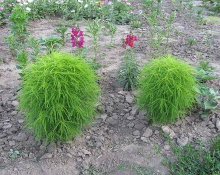 Descripción de las variedades de kohija, plantación y cuidado en campo abierto, creciendo a partir de semillas.