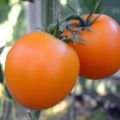 Caractéristiques et description de la variété de tomate Mandarinka, son rendement