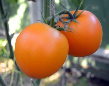 Characteristics and description of the Mandarinka tomato variety, its yield