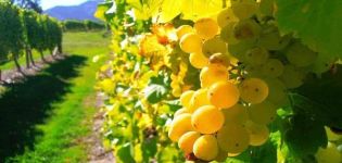 Description and subtleties of growing Triumph grapes