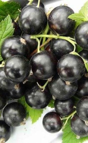 Characteristics and description of Nara currants, planting and care