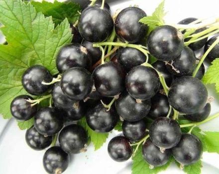 Characteristics and description of Nara currants, planting and care