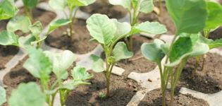 Como y cuando plantar correctamente la coliflor al aire libre