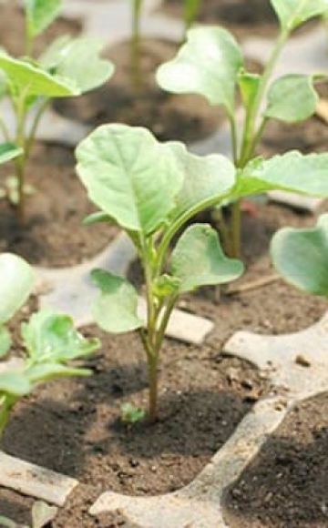 Como y cuando plantar correctamente la coliflor al aire libre