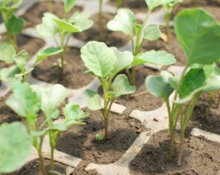 Comment et quand planter correctement le chou-fleur à l'extérieur