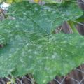 Treatment and prevention of powdery mildew on cucumbers, the main control measures