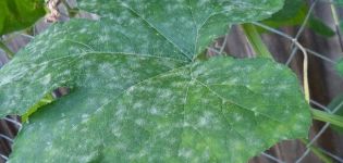 Treatment and prevention of powdery mildew on cucumbers, the main control measures