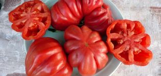 Description and varieties of tomato varieties Tlacolula de Matamoros, its yield