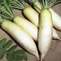 Description de la variété daikon Dubinushka, caractéristiques de culture et d'entretien