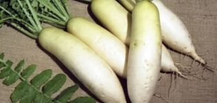 Popis odrůdy daikon Dubinushka, vlastnosti pěstování a péče