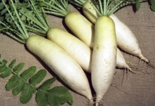 Kuvaus daikon Dubinushka -lajikkeesta, viljely- ja hoitoominaisuuksista