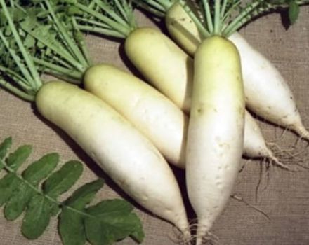 Kuvaus daikon Dubinushka -lajikkeesta, viljely- ja hoitoominaisuuksista