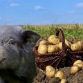 Comment donner des pommes de terre crues aux porcs et est-ce possible